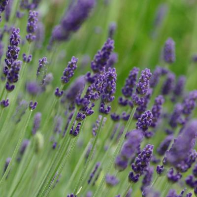 Lavendel 'Hidcote Blue'