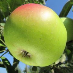 Apfel 'Godivert'
