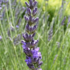 Provence-Garten-Lavendel