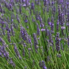 Provence Lavendel 'Grappenhall'