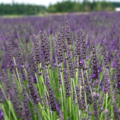 Provence Lavendel 'Grosso'
