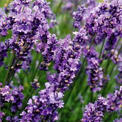 Lavendel 'Munstead'